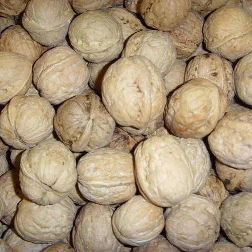 北京土特產(chǎn)門頭溝大核桃包裝策劃設(shè)計(jì)(圖1) 北京土特產(chǎn)門頭溝大核桃包裝策劃設(shè)計(jì)(圖1)