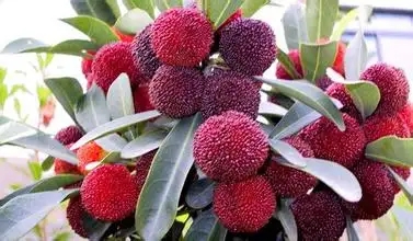 昆明特產楊梅包裝設計要注意什么(圖1)