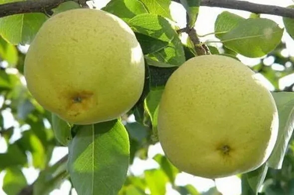 昆明特產寶珠梨水果包裝設計怎么做好(圖1) 昆明特產寶珠梨水果包裝設計怎么做好(圖1)