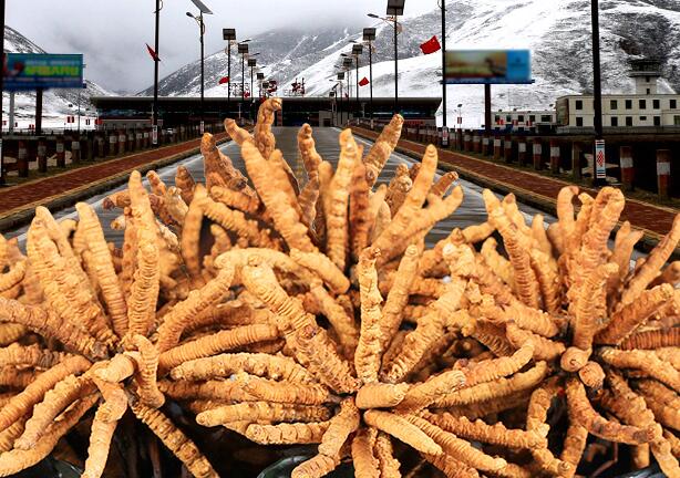 三江源食品包裝設(shè)計(jì)欣賞(圖3)